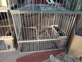 Jaulas para pájaros