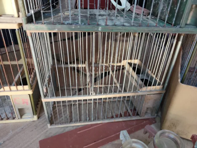 Jaulas para pájaros