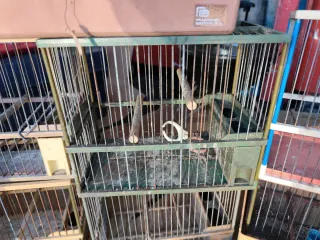 Jaulas para pájaros