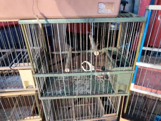 Jaulas para pájaros