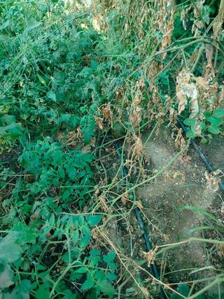 Terreno en venta en Norte - Barrio del Pilar - El Reñidero en Vélez-Málaga