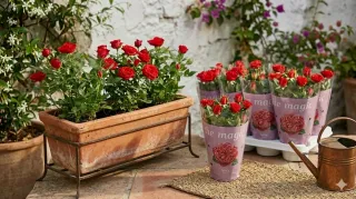 Maceta Rosas Mini Rojas