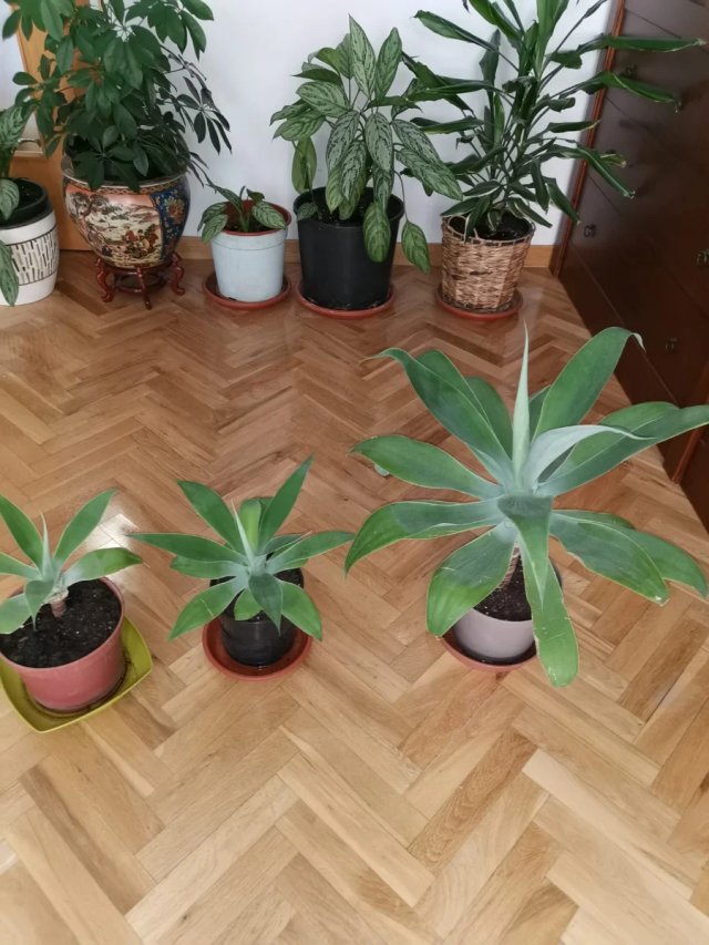 Planta Agave attenuata