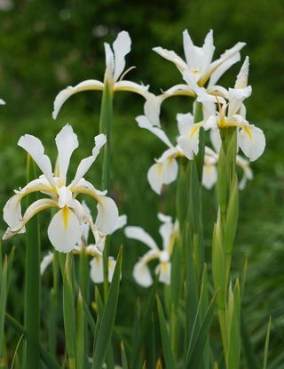 pianta Iris spuria set3 radici resistenti giardino