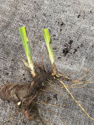 pianta Iris spuria set3 radici resistenti giardino