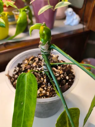 Anthurium Warocqueanum para Jesus