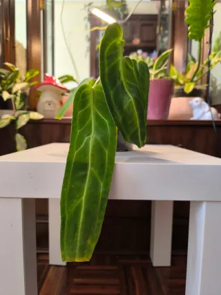 Anthurium Warocqueanum para Jesus