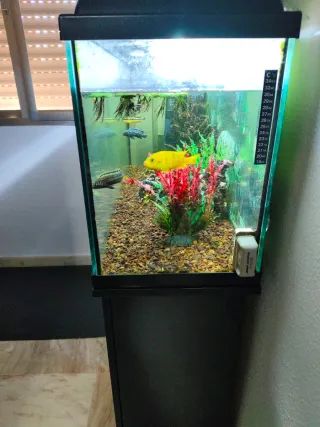Acuario completo con peces y decoración