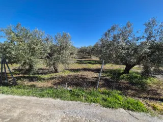 Venta Finca de olivos en Las Gabias