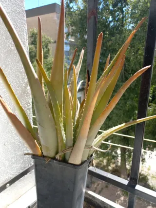 Planta Aloe Vera en Maceta Negra