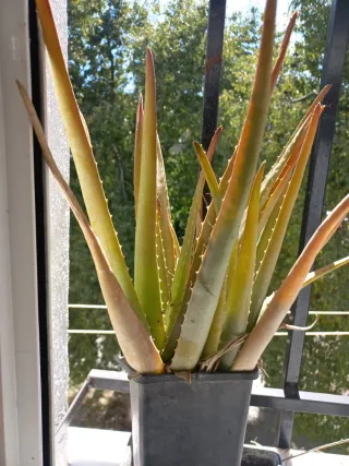 Planta Aloe Vera en Maceta Negra