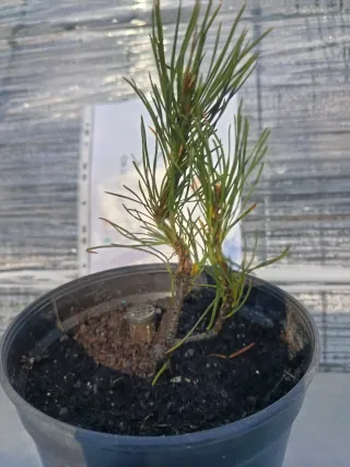 Pre-bonsái Pino Mugo / pino enano