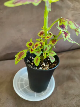 Planta Coleo en maceta negra