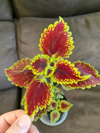 Planta Coleo en maceta negra