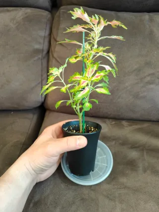 Planta Coleo Rosado en Maceta Negra