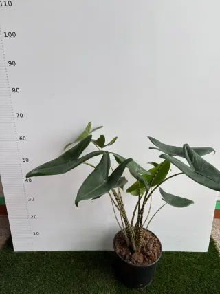 Alocasia Variagata Pianta