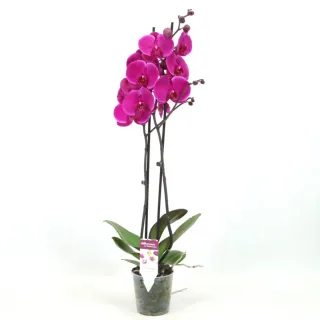 Orquídea Morada