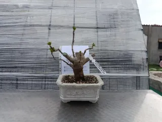 Bonsái Ficus Carica (Higuera)