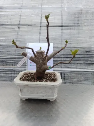 Bonsái Ficus Carica (Higuera)