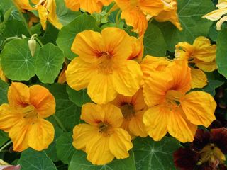 10 semi Nasturzio Golden King