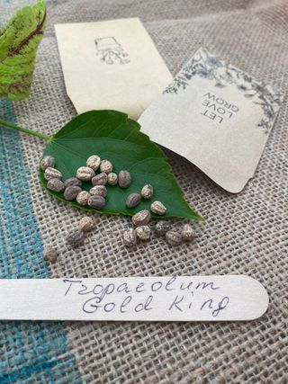 10 semi Nasturzio Golden King