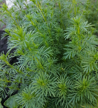 semi PREMIUM Tagetes Drop Shot  Anice Commestibile