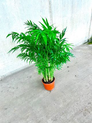 Planta interior/exterior Chamadorea elegans