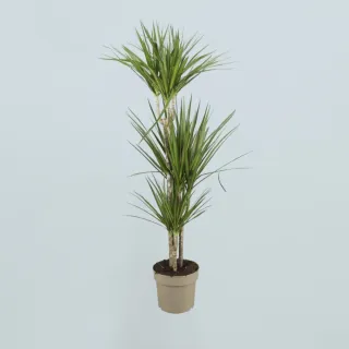 Planta de interior Dracaena