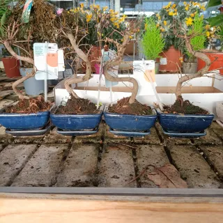 Bonsai Carmona Mini con Vaso