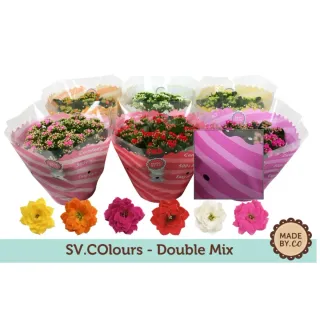 Plantas Kalanchoe Doble Mix