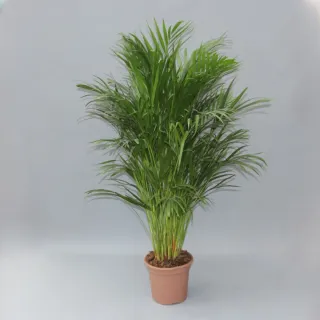 Planta de interior verde