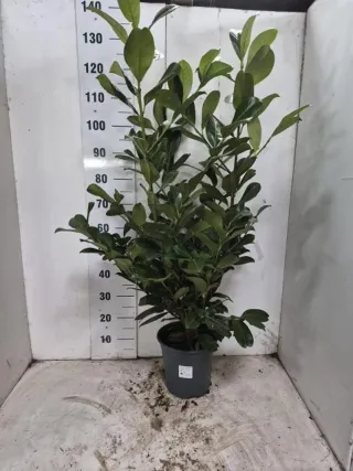 Planta de interior verde