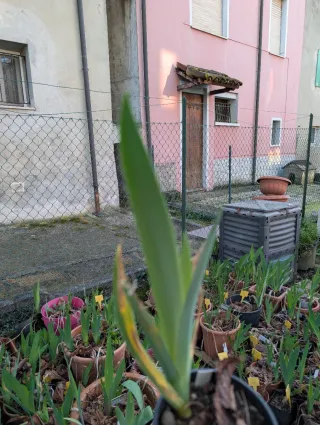 Iris germanica €6 ognuna