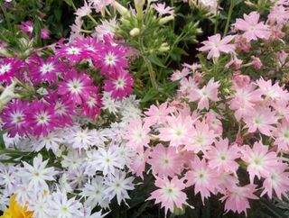 Set 4+2 Fiori Facilissimi