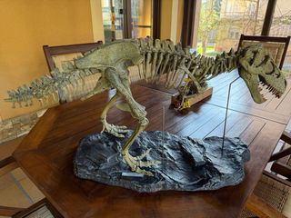 Miniatura T-Rex Dinosaurio. Huesos, fosil