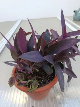 Plantas Tradescantia y Coleus