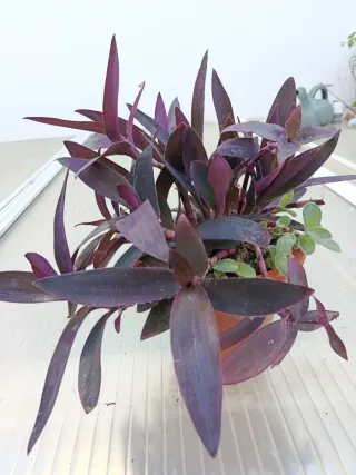 Plantas Tradescantia y Coleus