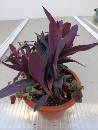 Plantas Tradescantia y Coleus