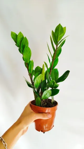 Planta Zamioculca Zamiifolia