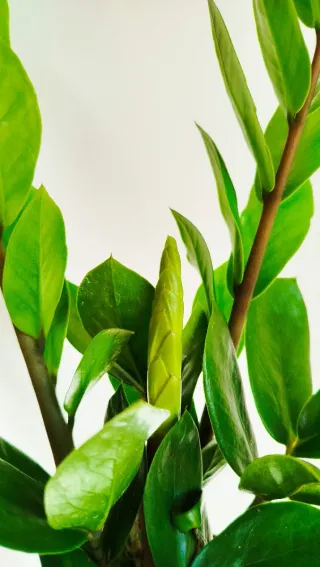 Planta Zamioculca Zamiifolia