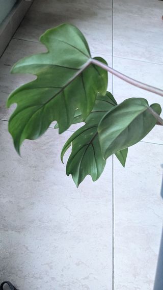Philodendron Mayoi