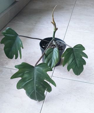 Philodendron Mayoi