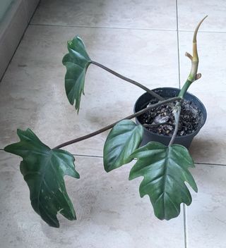 Philodendron Mayoi