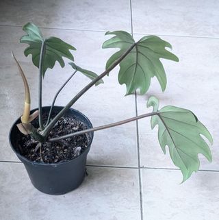 Philodendron Mayoi