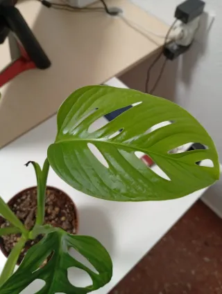 Monstera Adansonii Mint