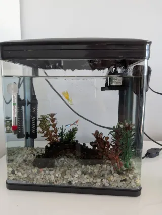 Acuario y decoración 14L  Nobleza SOLO UN AÑO!!