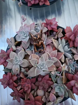 Planta Decoración con suculentas y Hada