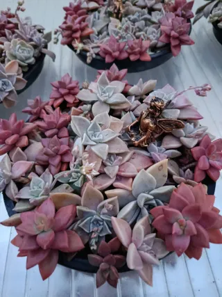 Planta Decoración con suculentas y Hada