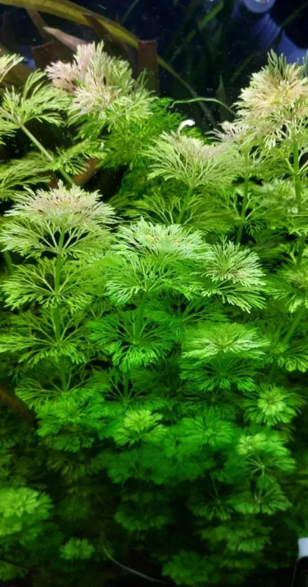 6 Ambulia planta acuario