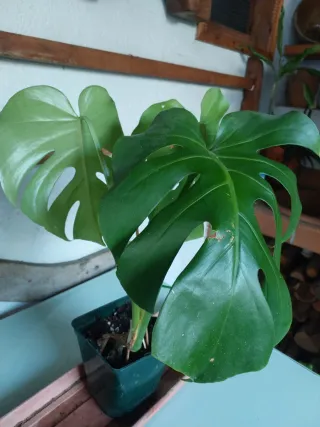 Planta Monstera